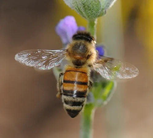 SILVERY WINGS, none the worse for wear, of a honey bee. She is nectaring lavender. (Photo by Kathy Keatley Garvey)