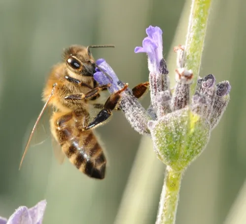 HONEY BEE gathering nectar inside lavender blossom. (Photo by Kathy Keatley Garvey)
