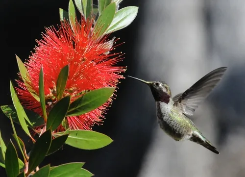 HUMMINGBIRDS are attracted to the red bottlebrush. Like the mutton bird sedge (top photo), the floral spikes resemble bottle brushes. (Photo by Kathy Keatley Garvey)
