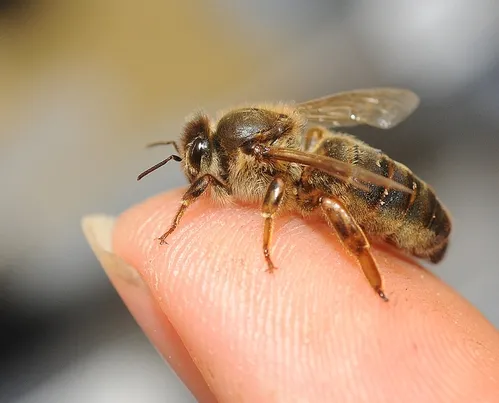 QUEEN BEE on the finger of Susan Cobey, bee breeder-geneticist at the Harry H. Laidlaw Jr. Honey Bee Research Facility at UC Davis. During the peak season, the queen bee can lay about 2000 eggs a day. (Photo by Kathy Keatley Garvey)