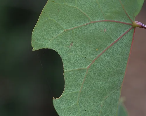 THIS cut in a redbud tree leaf is the work of a female leafcutter bee, who used it for her solitary ground nest.(Photo by Kathy Keatley Garvey)