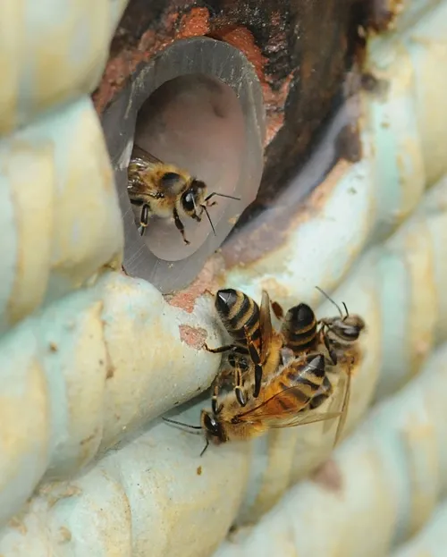 A GUARD watches from the entrance of the hive as a battle ensues below. (Photo by Kathy Keatley Garvey)