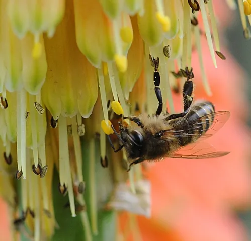 A SOLITARY HONEY BEE forages among the Christmas Cheer, also known as Knipofia "Christmas Cheer' or "red-hot poker." (Photo by Kathy Keatley Garvey)