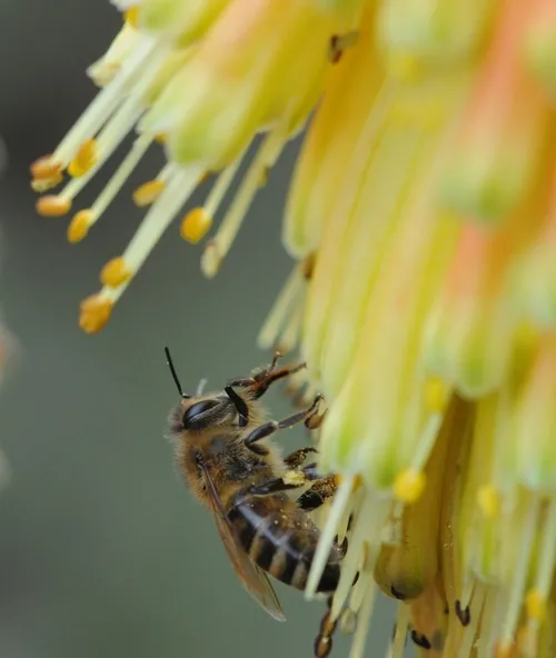 HONEY BEE on the Christmas Cheer takes time to clean her tongue. (Photo by Kathy Keatley Garvey)
