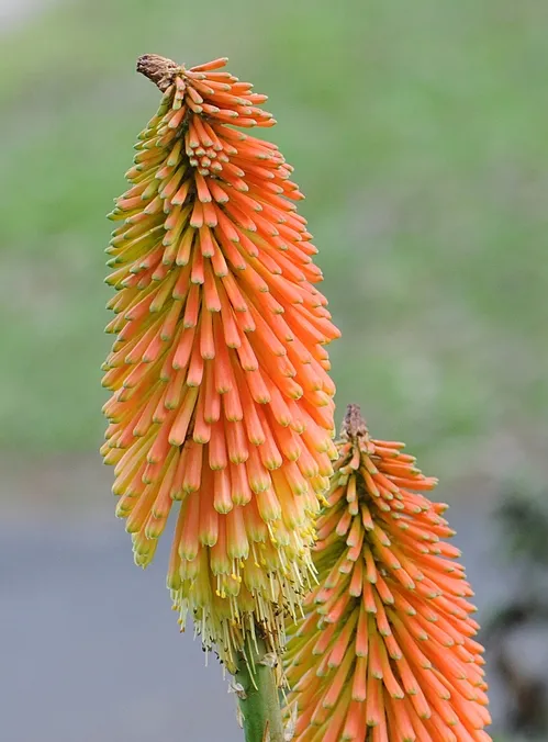 CHRISTMAS CHEER (Kniphofia) or "red-hot poker" is a UC Davis Arborteum All-Star. (Photo by Kathy Keatley Garvey)