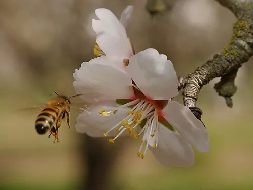 HONEY BEE makes a beeline to an almond blossom on the grounds of the Harry H. Laidlaw Jr. Honey Bee Research Facility at the University of California, Davis. California's annual almond pollination begins in February. (Photo by Kathy Keatley Garvey)