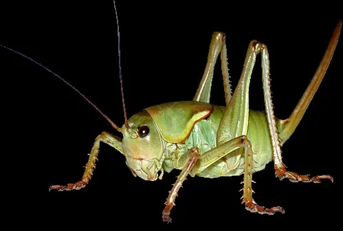MORMON CRICKET, courtesy of Nathan Bailey of UC Riverside.