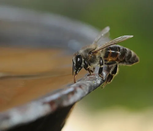 A HONEY BEE at the Harry H. Laidlaw Jr. Honey Bee Research Facility, UC Davis, collects water. (Photo by Kathy Keatley Garvey)