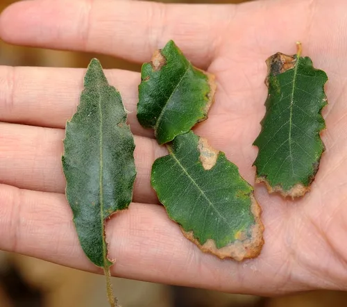 INSECT DAMAGE to oak leaves in the Peter J. Shields Oak Grove in the UC Davis Arboretum. (Photo by Kathy Keatley Garvey)