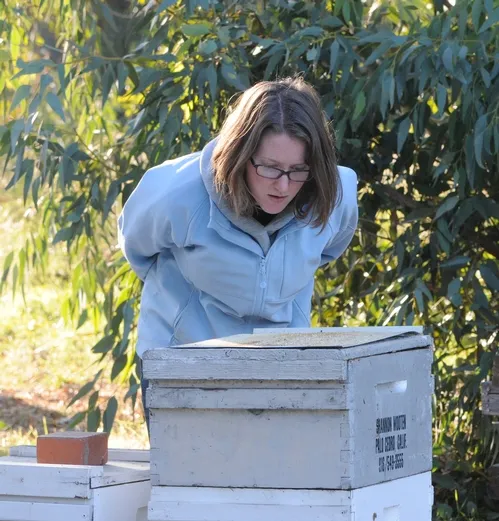 BEEKEEPER Elizabeth "Liz" Frost of the Harry H. Laidlaw Jr. Honey Bee Research Facility, UC Davis, looks for ants on the tray she's just pulled out. (Photo by Kathy Keatley Garvey)