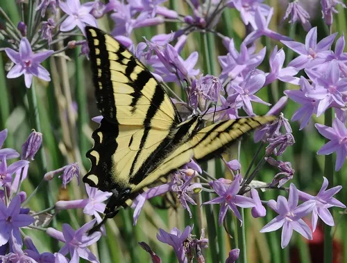 WESTERN TIGER SWALLOWTAIL (Papilio rutulus) forages among the flowers. (Photo by Kathy Keatley Garvey)