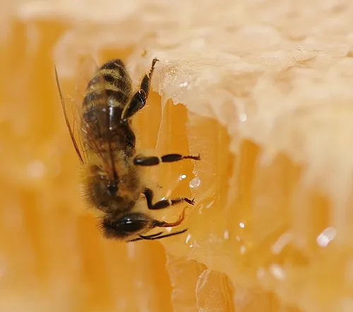 HONEY BEE (Apis mellifera) feeding on honey comb. Photo by Kathy Keatley Garvey)
