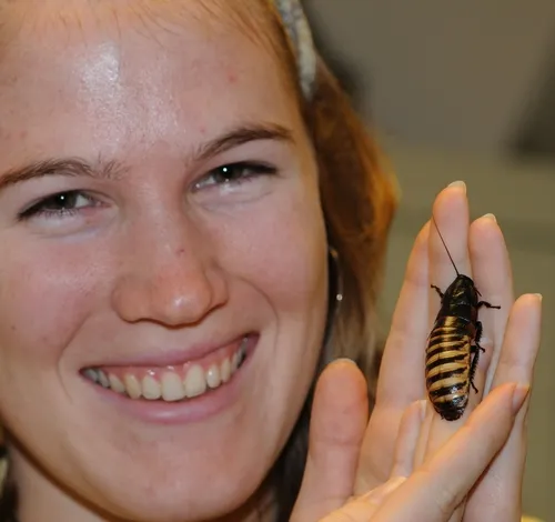 FIRST-YEAR GRADUATE STUDENT Emily Bzdyk, UC Davis Department of Entomology, with a tiger hissing cockroach (Gromphadorhina grandidieri), native to Madagascar. The "tiger" is one of the live insects at the Bohart Museum of Entomology. (Photo by Kathy Keatley Garvey)