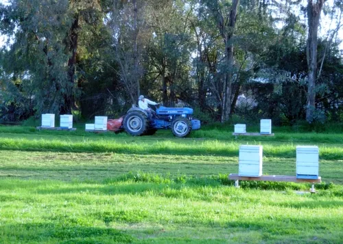 BEE BREEDER-GENETICIST Kim Fondrk mows the lush grass at the Harry H. Laidlaw Jr. Honey Bee Research Facility. (Photo by Kathy Keatley Garvey)