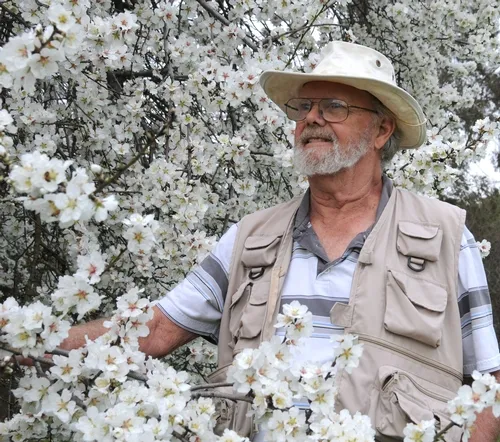 NATIVE BEE SPECIALIST Robbin Thorp looks for native bees in an almond tree on the grounds of the Harry H. Laidlaw Jr. Honey Bee Research Facility at UC Davis. He'll be a keynote speaker at the 2010 Bee Symposium, set March 7 in Sebastopol. (Photo by Kathy Keatley Garvey)