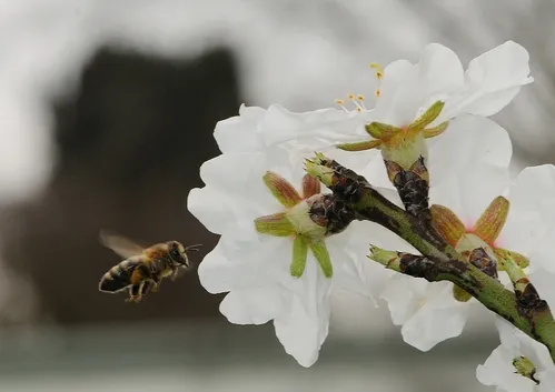 HONING IN, a honey bee heads for the sweet nectar of an almond blossom. (Photo by Kathy Keatley Garvey)