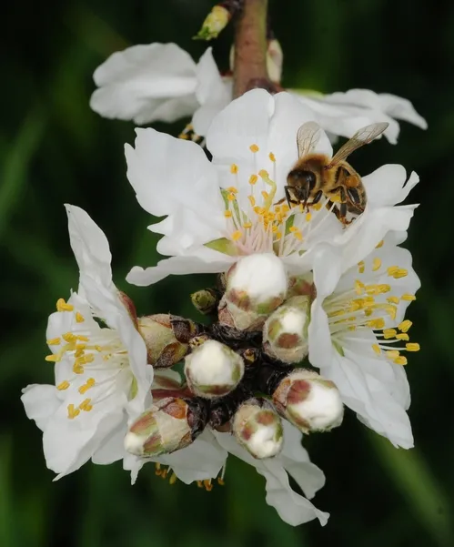 A HONEY BEE forages among the buds 'n blossoms of an almond tree. (Photo by Kathy Keatley Garvey)