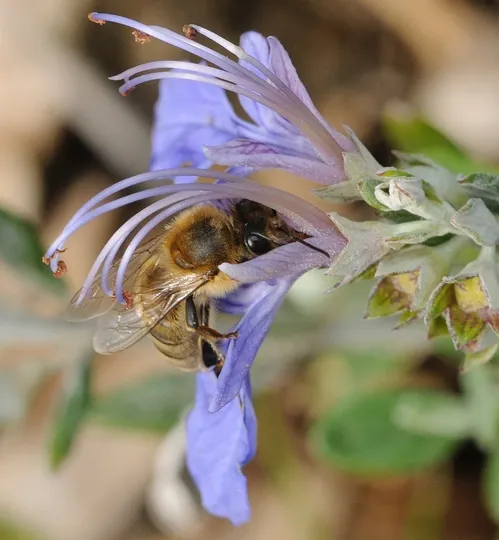 PEEK-A-BEE--A honey bee on the Teucrium fruticans "Azureum" keeps an eye on the photographer. Pollen brushes against the back of the bee. (Photo by Kathy Keatley Garvey)
