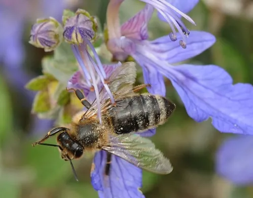 HONEY BEE gets ready for takeoff after nectaring the Teucrium fruticans "Azureum," a member of the mint family. (Photo by Kathy Keatley Garvey)
