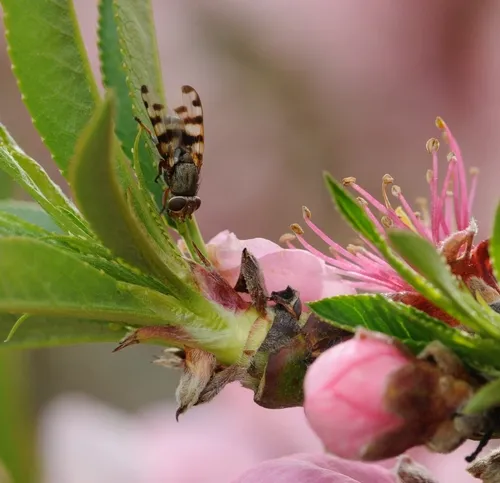 Picture-winged fly (Ceroxys latiusculus) (Photo by Kathy Keatley Garvey)