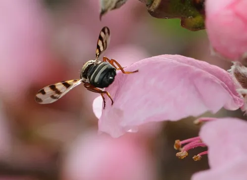 Ready for take-off, a picture-winged fly steadies its wings. (Photo by Kathy Keatley Garvey)