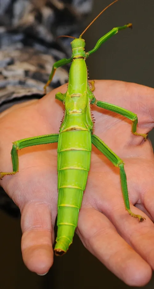 THIS KELLY GREEN walking stick is the impetus behind the Bohart Museum's special theme, "What Has Six Legs and Is Green All Over?" The Bohart will focus on what's green from 1 to 5 p.m., Sunday, March 21 in a special St. Paddy's Day theme. (Photo by Kathy Keatley Garvey)