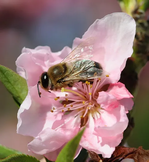 WHAT'S WRONG with this photo? For the answer, read the text above. (Photo by Kathy Keatley Garvey)