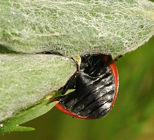THE END--A ladybug is the one of the most recognizable of all insects, but not in this photo. (Photo by Kathy Keatley Garvey)