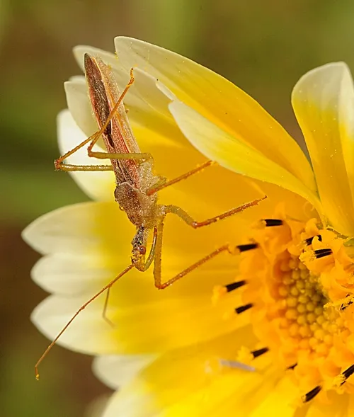ASSASSIN BUG, from the genus Zelus and family Reduviidae, waits for prey. (Photo by Kathy Keatley Garvey)