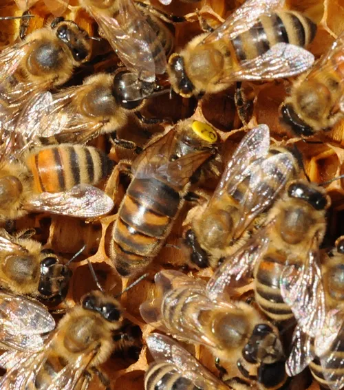 QUEEN BEE pokes her head in a cell before laying an egg in it. (Photo by Kathy Keatley Garvey)