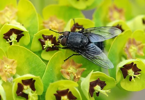 BLUE ON GREEN--A blue bottle fly (Calliphora vicinia) lands on the Mediterranean spurge (Euphorbia characias wulfenii). This species is important in forensic entomology. (Photo by Kathy Keatley Garvey)