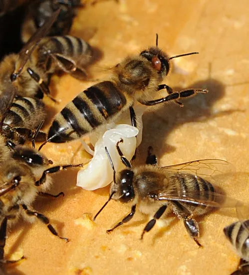 VARROA MITE on a worker bee (see crab-shaped parasite near her head). These undertaker bees were trying to remove a drone larva from the hive. (Photo by Kathy Keatley Garvey)