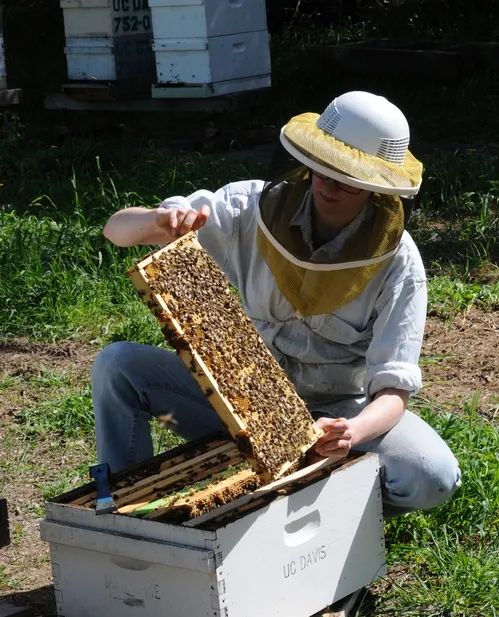UC DAVIS BEEKEEPER Elizabeth "Liz" Frost tends bees at the Harry H. Laidlaw Jr. Honey Bee Research Facility. (Photo by Kathy Keatley Garvey)