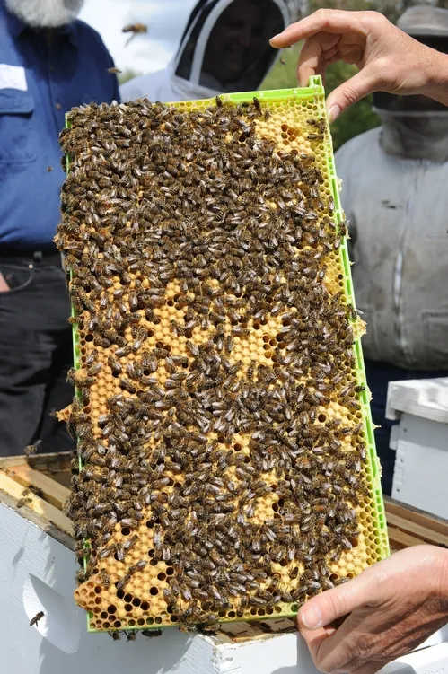 THIS FRAME shows a thriving brood. The queen is definitely busy laying eggs. (Photo by Kathy Keatley Garvey)