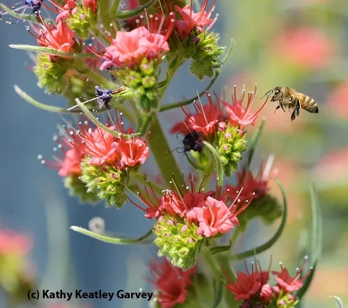 BLUE SKIES, red blossoms, busy bees. A honey bee heads for a tower of jewels. (Copyrighted Photo by Kathy Keatley Garvey)