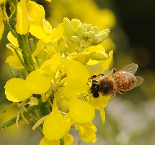 HONEY BEE foraging on mustard at Olivarez Honey Bees, Inc., Orland, Calif. (Photo by Kathy Keatley Garvey)