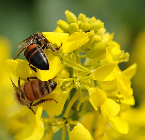 A PERFECT ENDING to a perfect day. (Photo by Kathy Keatley Garvey)