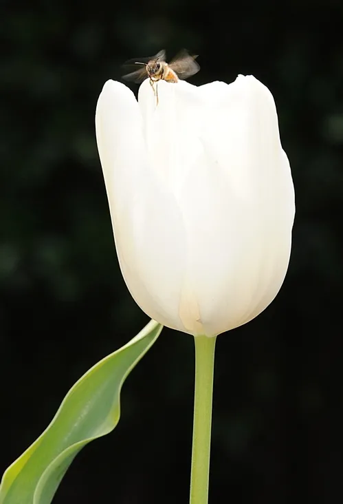 A HONEY BEE lands on a tulip, a plant generally not a "bee friendly plant." (Photo by Kathy Keatley Garvey)