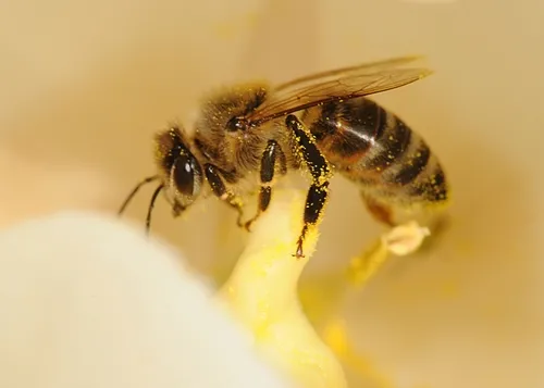 A HONEY BEE seems quite fond of tulip pollen. (Photo by Kathy Keatley Garvey)