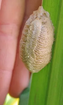 prayingmantiseggcases