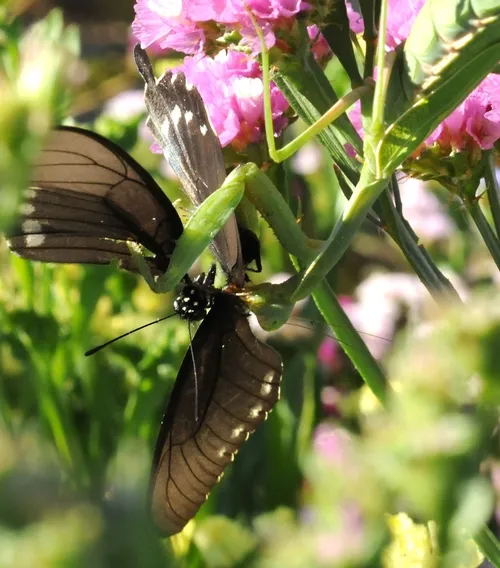 A PRAYING MANTIS snares a pipevine swallowtail butterfly (Battus philenor) and eats everything but the wings. (Photo by Kathy Keatley Garvey)