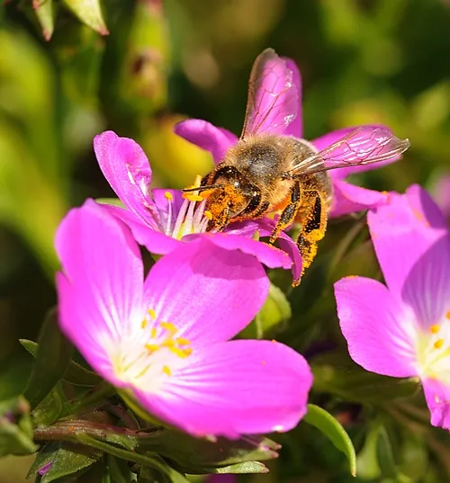 COVERED WITH POLLEN, an Italian honey bee forages among the redmaids near the Harry H. Laidlaw Jr. Honey Bee Research Facility, UC Davis. (Photo by Kathy Keatley Garvey)
