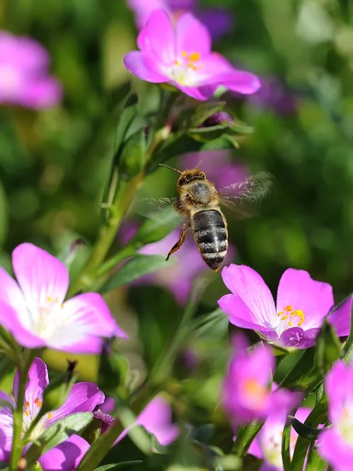 A NEW WORLD CARNIOLAN BEE, from a hive at the Harry H. Laidlaw Jr. Honey Bee Research Facility at UC Davis, leaves one blossom and heads for another. (Photo by Kathy Keatley Garvey)