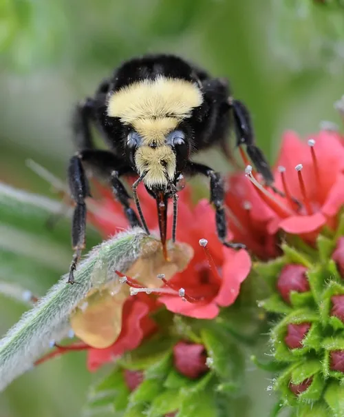 A TASTE OF HONEY--The queen bumble bee sips a gift of honey. (Photo by Kathy Keatley Garvey)