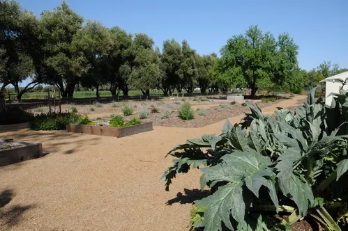 GIGANTIC ARTICHOKE PLANTS fill one of the planters at the Häagen-Dazs Honey Bee Haven. (Photo by Kathy Keatley Garvey)