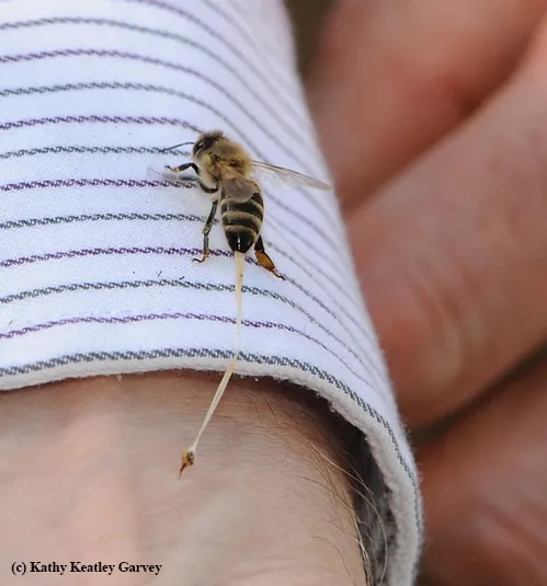 HONEY BEE, defending her hive, tries to fly away after stinging Extension apiculturist Eric Mussen at the Harry H. Laidlaw Jr. Honey Bee Research Facility, UC Davis. You can see the stinger embedded in his wrist and a long line of stretched tissue. (Photo by Kathy Keatley Garvey)