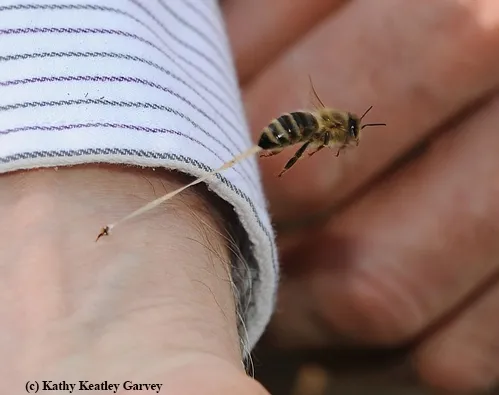 HONEY BEE trying to pull away after stinging Extension apiculturist Eric Mussen. (Photo by Kathy Keatley Garvey)