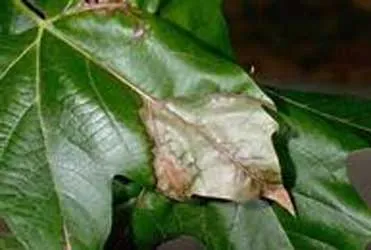 Anthracnose