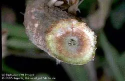 Fusarium wilt on tomato