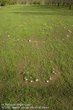 Lawn fungi